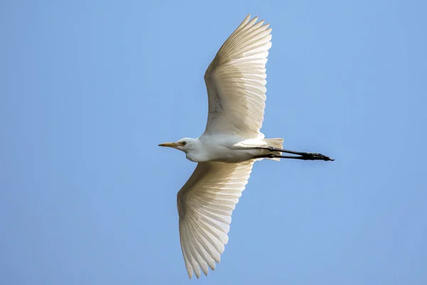 Gökyüzünde uçan ak balıkçıl görüntüsü. Heron. Vahşi hayvanlar. — Stok fotoğraf