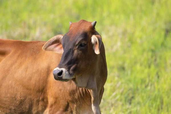 Görüntü doğa arka plan üzerinde kahverengi inek. Çiftlik hayvanı. — Stok fotoğraf