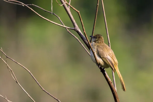 Image d'oiseau (Bulbul à oreilles rayées ; Pycnonotus blanfordi) sur le — Photo