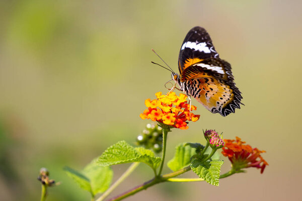 Image of butterfly on flower on nature background. (Common tiger