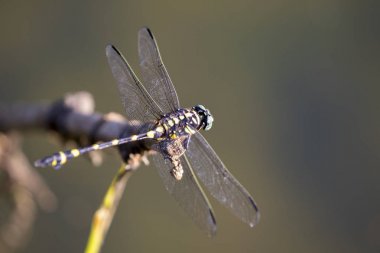 Bir ağaç dalı doğa arka plan üzerinde tünemiş yusufçuk görüntüsünü