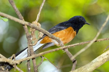 Bird(male) dalı doğa arka plan üzerinde görüntü. Vahşi Ani