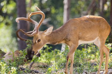 Bir geyik doğa arka plan görüntüsü. vahşi hayvanlar.
