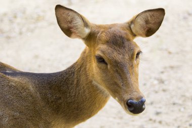 Görüntü doğa arka planda havlayan bir geyik. vahşi hayvanlar.