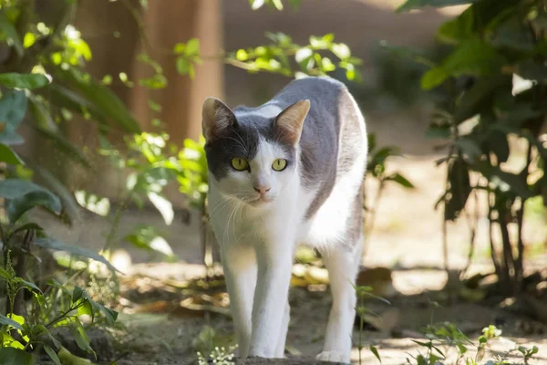 Imagen de un gato sobre fondo natural, Mascotas . — Foto de Stock