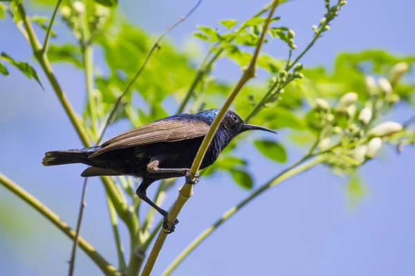 Bir kuş (mor sunbird) görüntüsü. Vahşi hayvanlar. — Stok fotoğraf