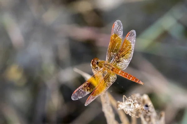 Mago de libélula encaramado en una rama de árbol en el fondo de la naturaleza . — Foto de Stock