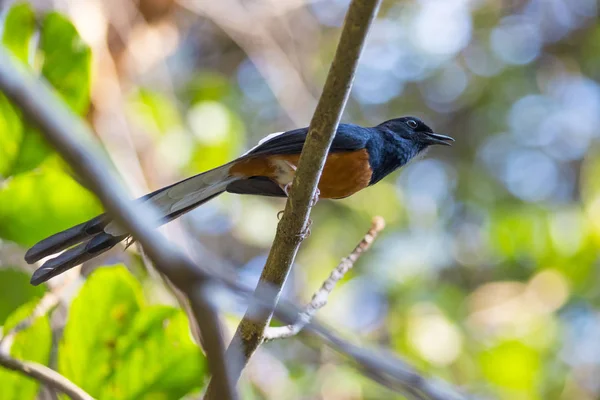 Obrázek bird(male) na větvi na pozadí přírody. Divoké Ani — Stock fotografie