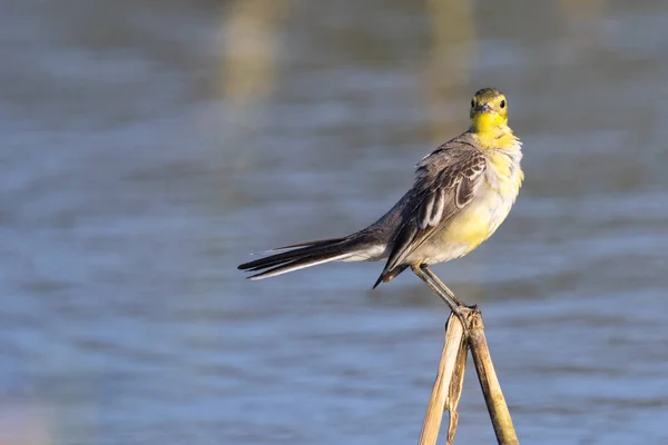 Imagem do pássaro Citrino Wagtail (Motacilla citreola) Animais Selvagens — Fotografia de Stock