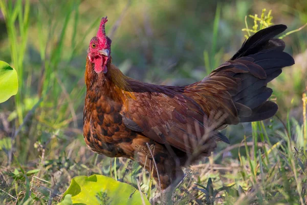 Imagen de pollo sobre fondo natural. Animales de granja . —  Fotos de Stock