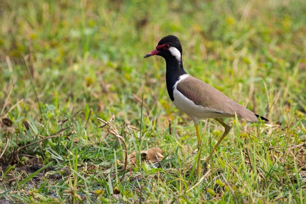 Imagem da ave de lapidação de wattled vermelho (Vanellus indicus) no gr verde — Fotografia de Stock