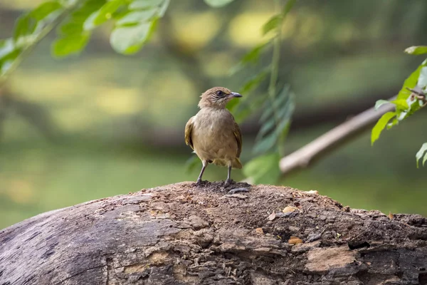 조류 (일반적인 Tailorbird) 자연 배경 이미지. — 스톡 사진