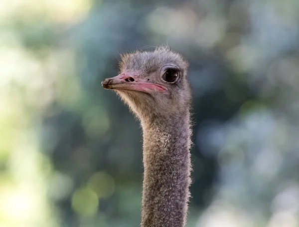 Зображення страус голову на тлі природи. Дикі тварини. — стокове фото