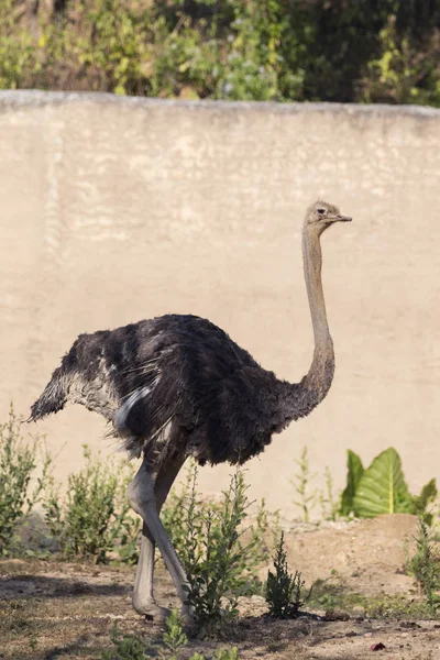 Imagen de un avestruz sobre fondo natural. Animales salvajes . —  Fotos de Stock