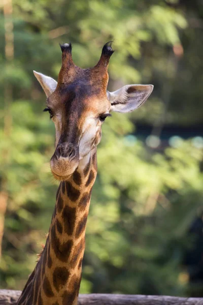 Image d'une tête de girafe sur fond de nature. Animaux sauvages . — Photo
