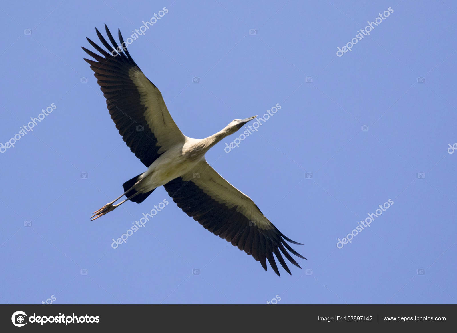 Image Of Asian Openbill Stork Flying In The Sky Wild - 