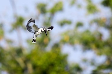 Alaca yalıçapkını (Ceryle Rudisi) erkek uçuş hovering görüntü 