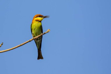 Gökyüzü arka plan dalda kuş görüntüsü. Vahşi hayvanlar. Che