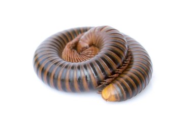 Beyaz zemin üzerinde bir kırkayak görüntüsü. Sürüngen hayvan.