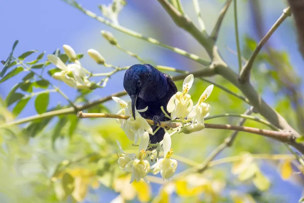 Obraz ptaka (fioletowy sunbird). Dzikie zwierzęta. — Zdjęcie stockowe