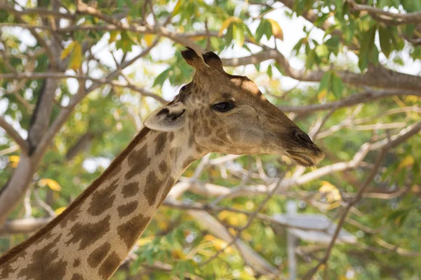 Imagen de una cabeza de jirafa en el fondo de la naturaleza. Animales salvajes . —  Fotos de Stock