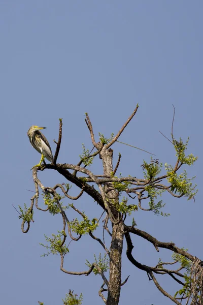 Chinese vijver Heron (Ardeola bacchus) op de boom op de natuur backg — Stockfoto