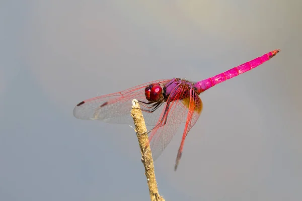 Mago de libélula encaramado en una rama de árbol en el fondo de la naturaleza . — Foto de Stock