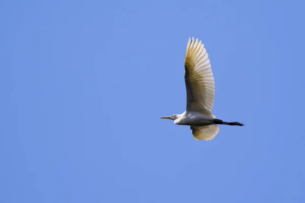 Obraz z egret latające na niebie. Czapla. Dzikie zwierzęta. — Zdjęcie stockowe