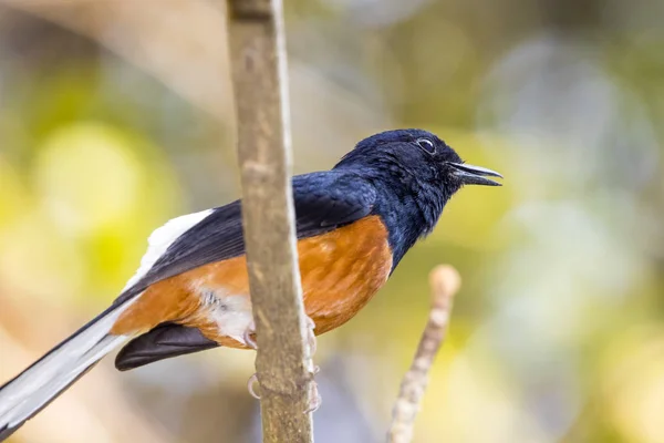 자연 배경 지점에 bird(male)의 이미지. 야생 애니 — 스톡 사진