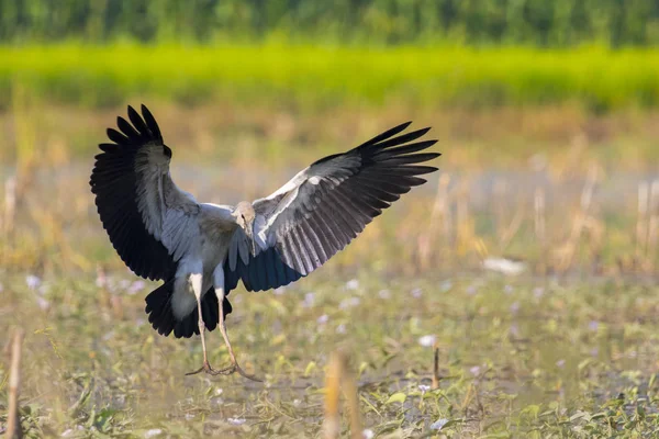 Imagem de cegonha openbill asiático no fundo da natureza. Animais selvagens — Fotografia de Stock