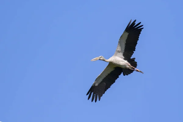 Image of asian openbill stork flying in the sky. Wild Animals. — Stock Photo, Image