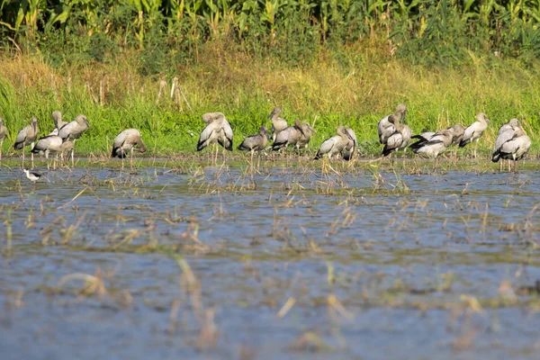 Bild von Herden asiatischer Tagschnabelstorch. Wildtiere. Vögel — Stockfoto