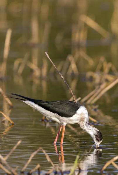 Imagen de pájaro de alas negras en zancos que buscan comida (Himantopu — Foto de Stock