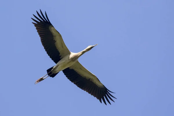 Imagen de cigüeña asiática volando en el cielo. Animales salvajes . — Foto de Stock