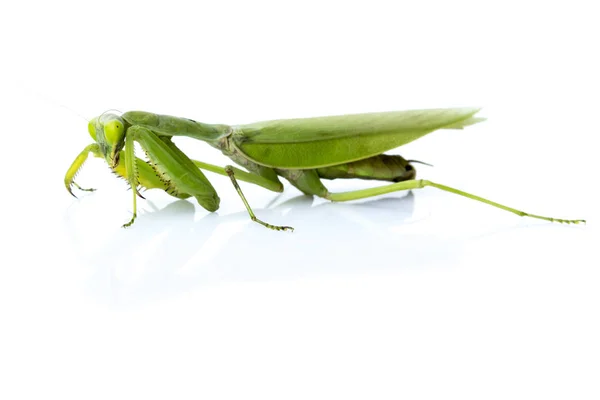 Imagen de una mantis verde sobre fondo blanco. Insectos . —  Fotos de Stock