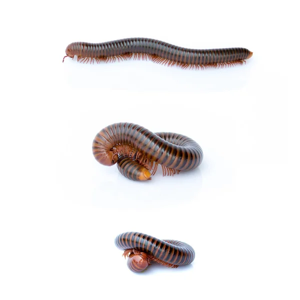 Bilden av en millipede på vit bakgrund. Reptil djur. — Stockfoto