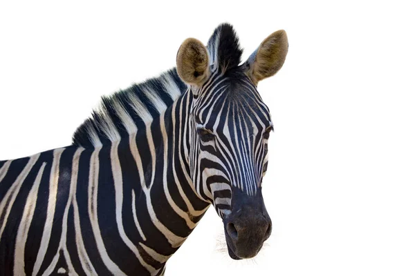 A zebra fehér háttér kép. vadon élő állatok. — Stock Fotó