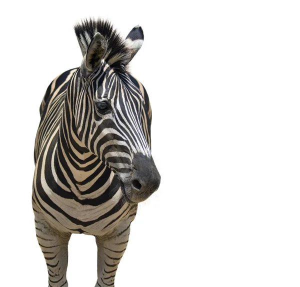 Egy zebra, fehér háttér, vadon élő állatok kép. — Stock Fotó