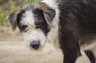 Bir köpeğin üstüne doğa arka plan görüntüsü. Pet hayvan