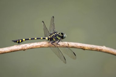 Bir yusufçuk doğa arka plan görüntüsü. Böcek hayvan