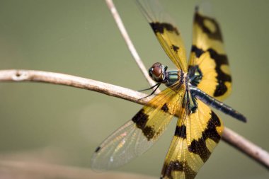 Bir yusufçuk doğa arka plan görüntüsü. Böcek hayvan