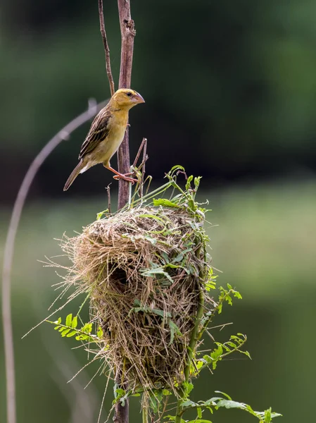 Photo stock - Image du nid d'oiseau et du tisserand doré asiatique (Ploceu — Photo