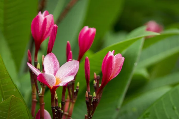Oddział tropikalne kwiaty plumerii (plumeria) z Tajlandii — Zdjęcie stockowe