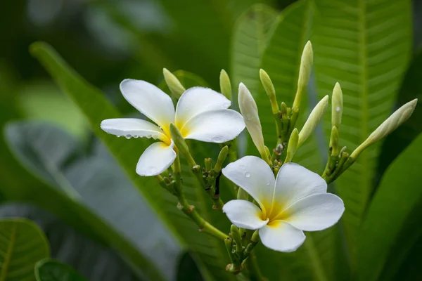 Oddział tropikalne kwiaty plumerii (plumeria) z Tajlandii — Zdjęcie stockowe