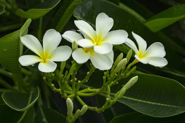 Branch of tropical flowers frangipani (plumeria) of thailand — Stock Photo, Image