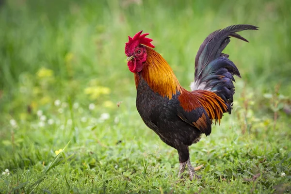 Afbeelding van een haan op de achtergrond van de natuur. Boerderijdieren. — Stockfoto