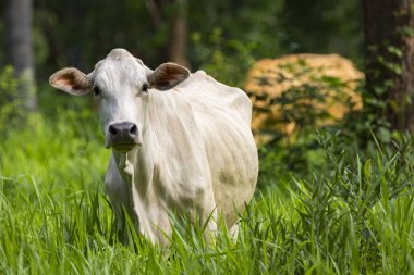 Beyaz inek resmi doğa arka planında. Hayvan çiftliği