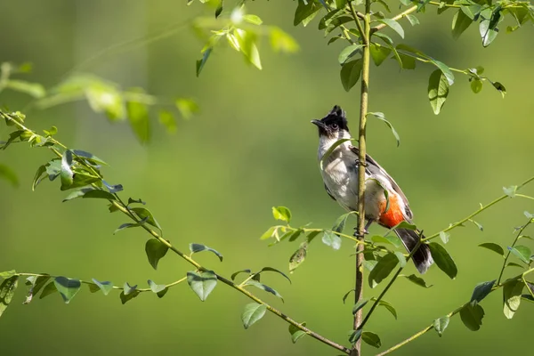 Image of bird on a branch on nature background. Animal. (Perched — Stock Photo, Image