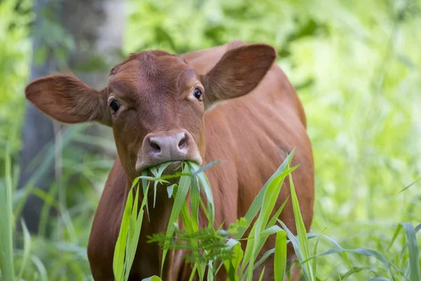 Image of brown cow is eating grass on nature background. Animal — Stock Photo, Image