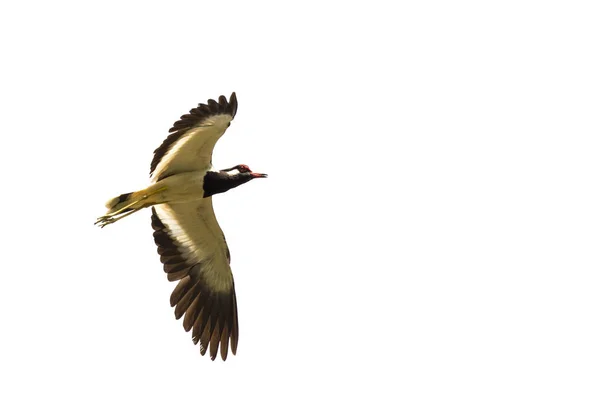 Image of bird flying on white background. Wild Animals. Red-watt — Stock Photo, Image